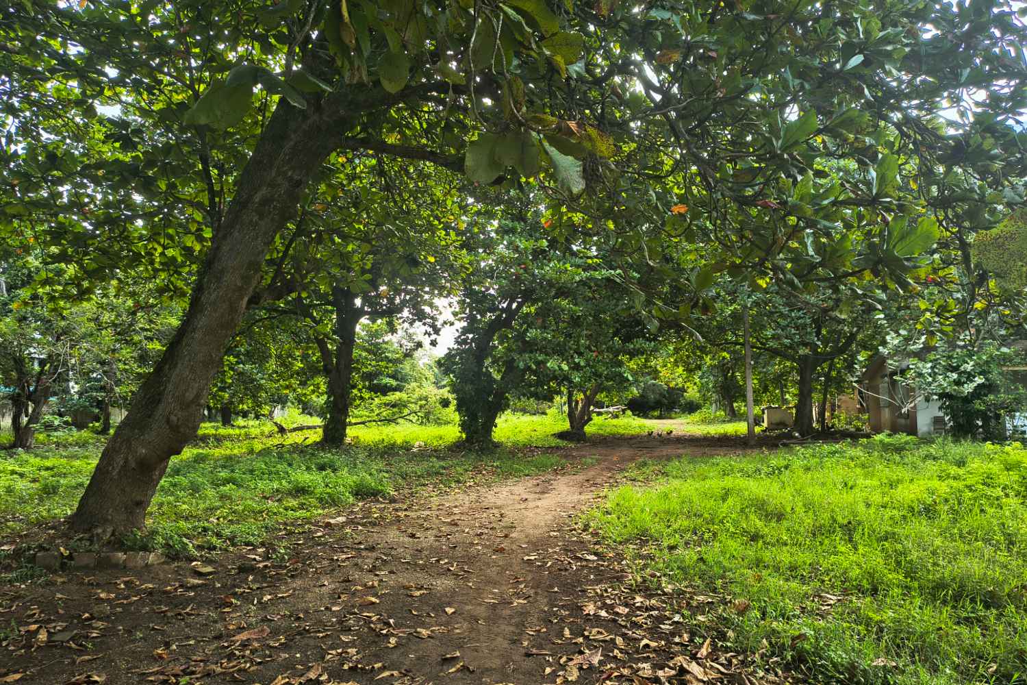 Mango land parcel overlooking the valley